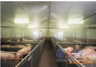巴馬香豬噴霧消毒降溫與濕度調節(jié)設備供應商全解析